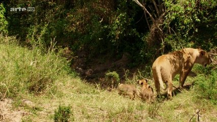 La Vallee Des Lions Hdtv