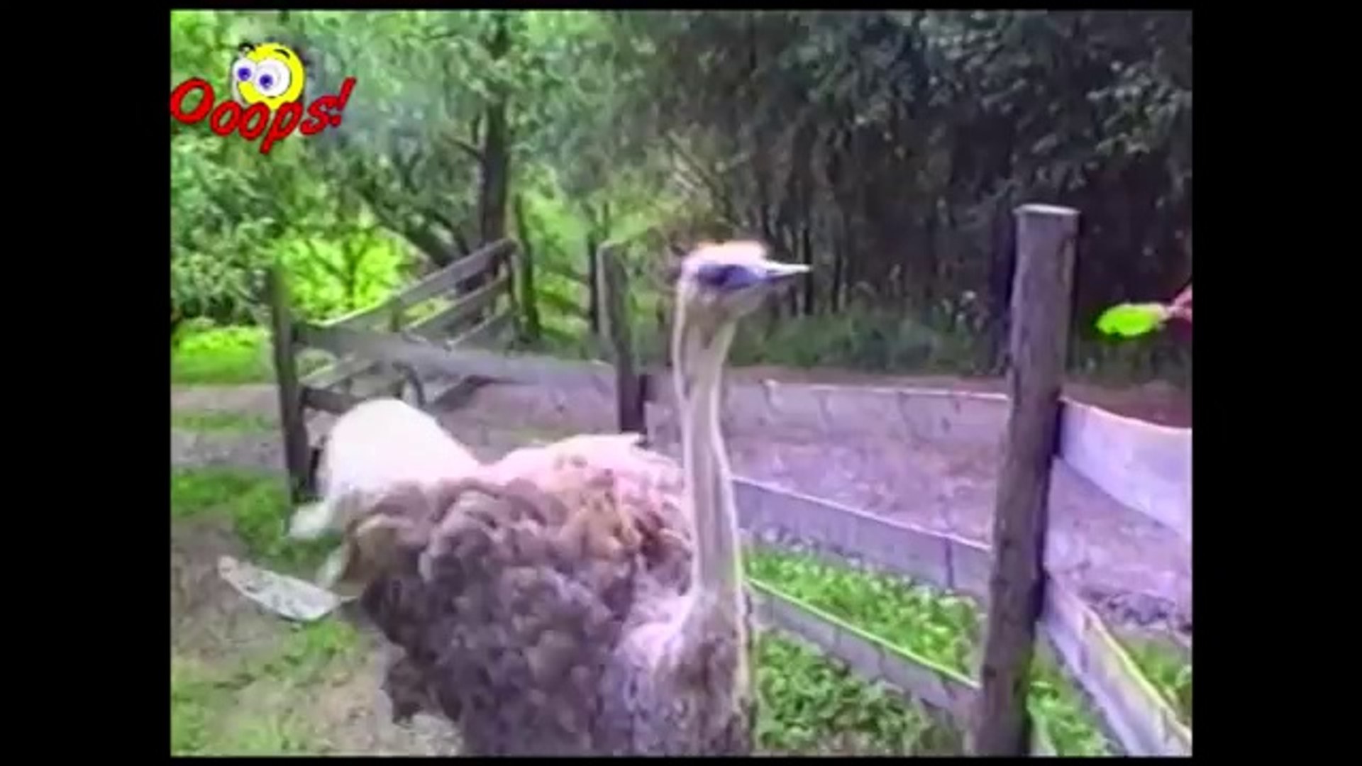 Funny Animals  Funny Animal Attacks