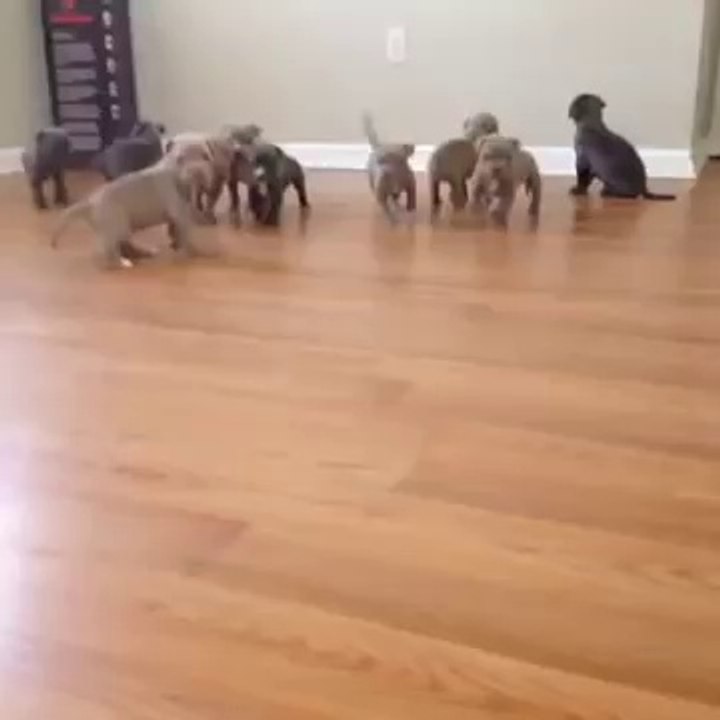 Puppy Army! Too Cute  funny2funnys