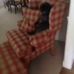 Walked in and saw my dog looking suspicious - funny2funnys