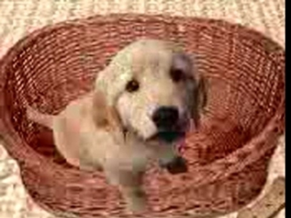 Naughty dog