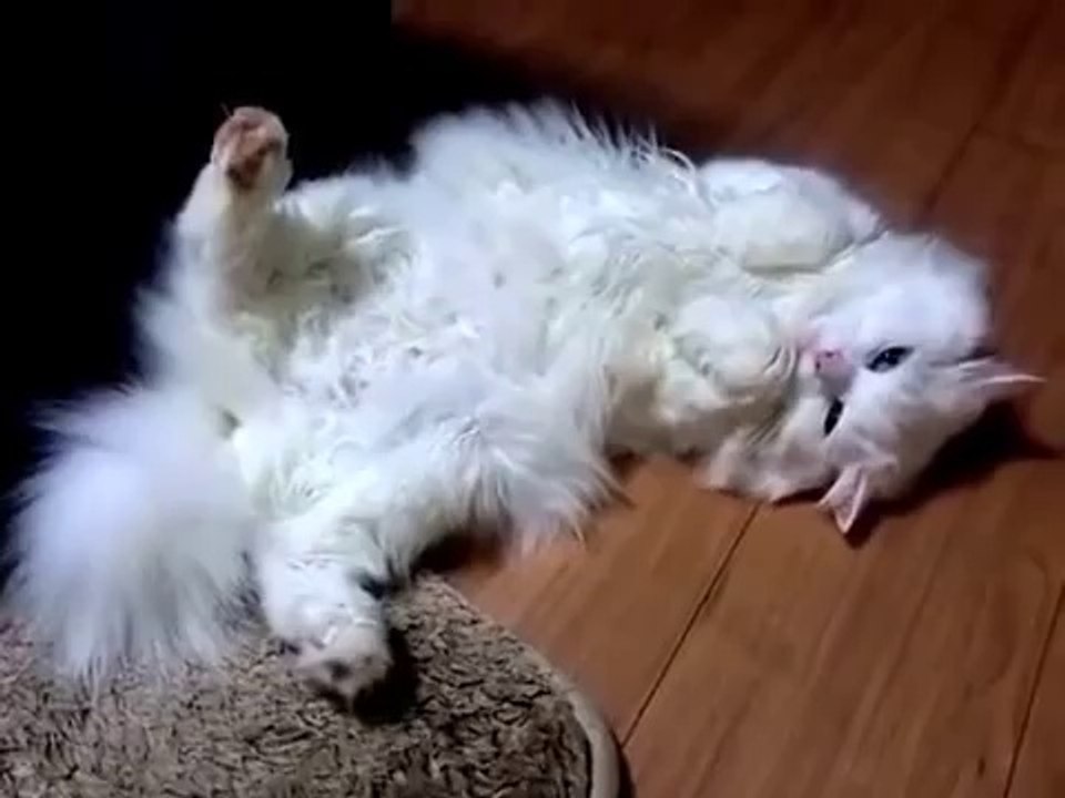 関東インベスター・ネットワークスオススメ！変な格好でくつろぐメタボネコ　おもしろ動画