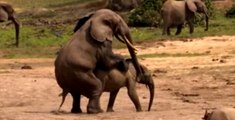 Erkek Fillerin Üstünlük Kavgası