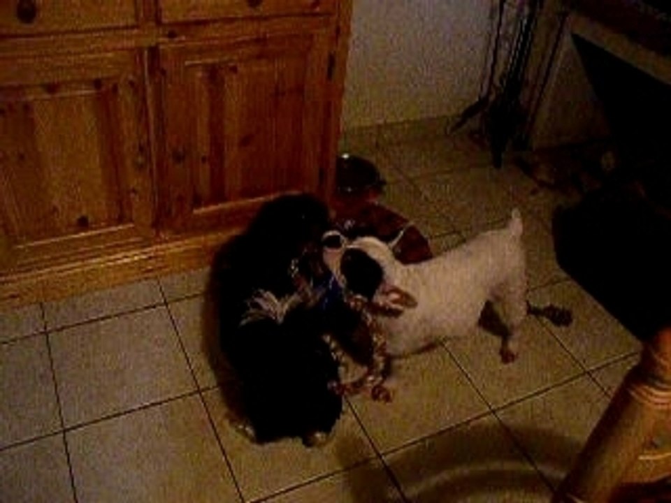 mes chiens Volkane et Sky-loo