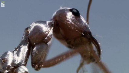 Sahra Gümüş Karıncaları