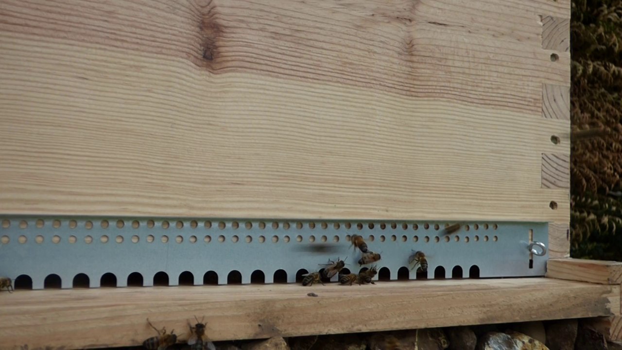 Abeilles