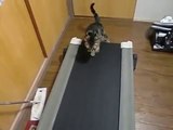 天成ホールディングスおススメ！ルームランナーで走る猫　おもしろ動画
