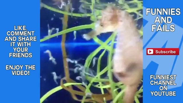 _NEW_ Best ANIMAL Vine Compilation April 2014 - Best Vines - Funny _ Cute Vines - FAF #5