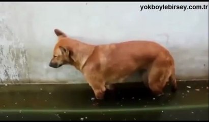 Ayakta uyuyan köpek bakın nasıl uyandı..