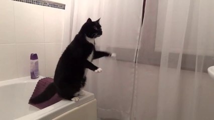 Aynada Kendini Görüp Zekice Tepkiler Veren Kedi