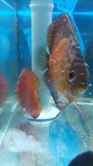 pigeon cıft ve larvalar