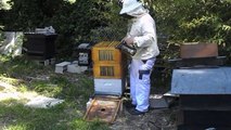 visite de printemps d'une ruche vitrée