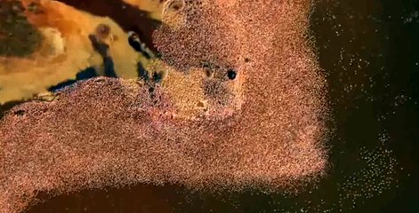 Zehirli Sularda Yaşam | Flamingolar