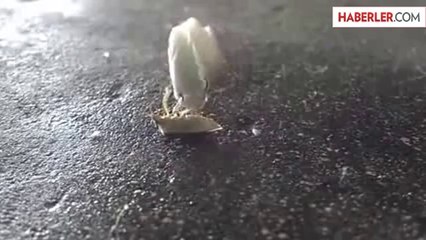 Ayağıyla Peçete Çeviren Böcek