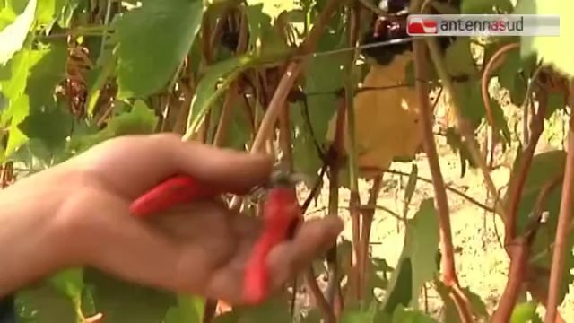 TG 29.04.14 Terreni agricoli ai giovani, un bando della Regione