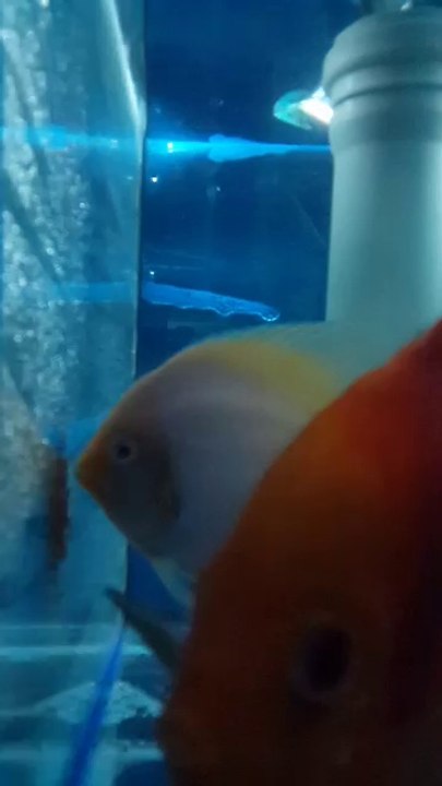 red dıamond erkek snow dıamond dısı