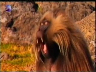 Geladas: Galanes del reino animal