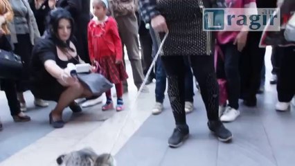 Մուկն ու կատուն կառավարության շենքի մոտ