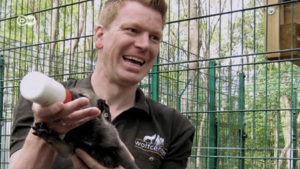 Wolves make a comeback | Global ideas