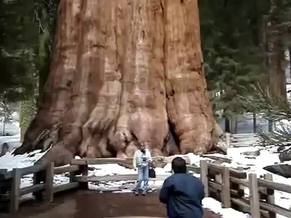 أضخم كائن حى على وجه الأرض