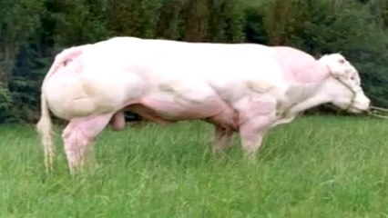 عضلات الابقار البلجيكية العملاقة من عجائب خلق الله!!!