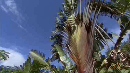 Rabbimiz'in Bitkilerin Hücrelerinde Kuraklığa Karşı Yarattığı Koruyucu Mekanizmalar (2)