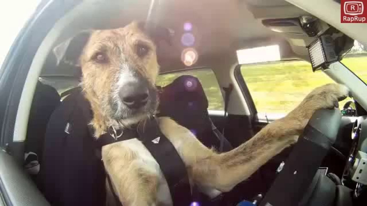 F1'e hazırlanan köpek