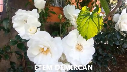 if you go away dusty springfield.