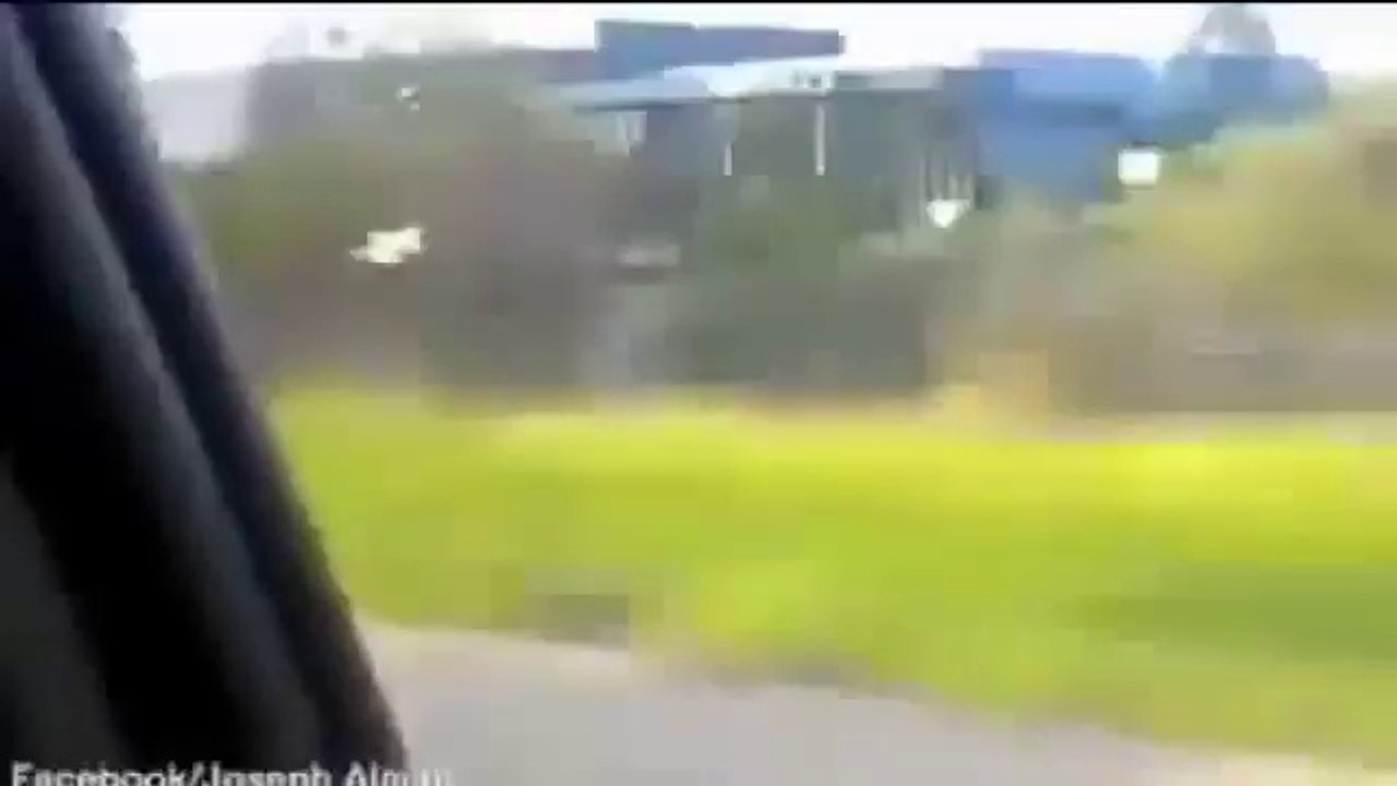 حمامة تسابق السيارات نظامياً على طريق سريع