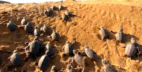 Yavru Kaplumbağaların Tehlikeli 100 m. Koşusu