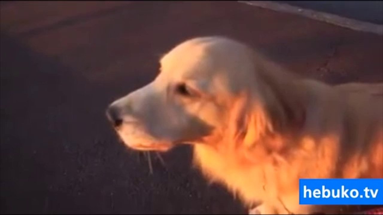 Ambulans sesini taklit eden köpek