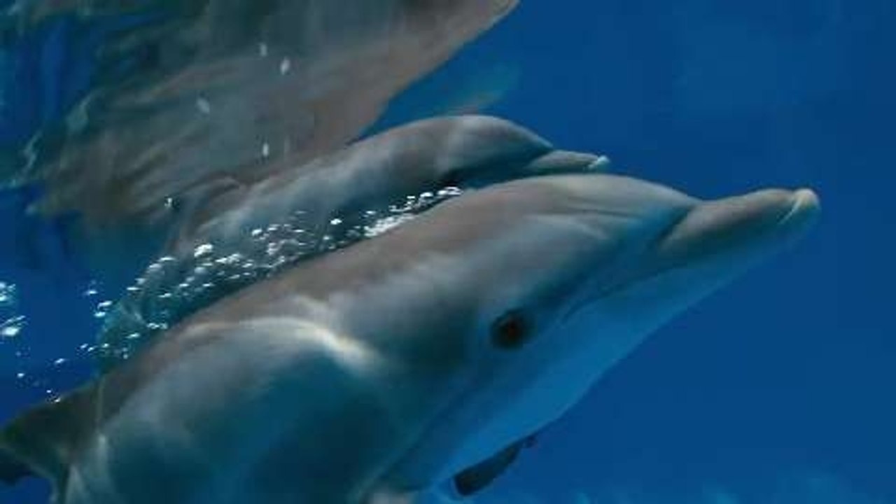Mein Freund, der Delfin 2 - Trailer 2 (Deutsch) HD