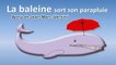 Anny Versini, Jean-Marc Versini - La baleine sort son parapluie (Clip officiel)