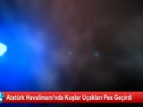 Atatürk Havalimanında Kuşlar Uçakları Pas Geçirdi