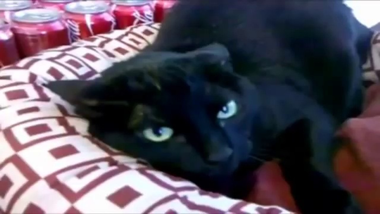 Funny Cats Compilation 20 min - Video des Monats - Mai 2014