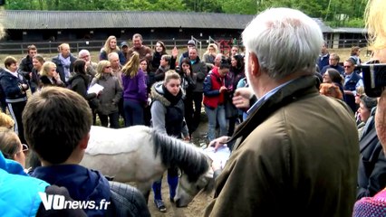 Vente de chevaux aux enchères à Franconville