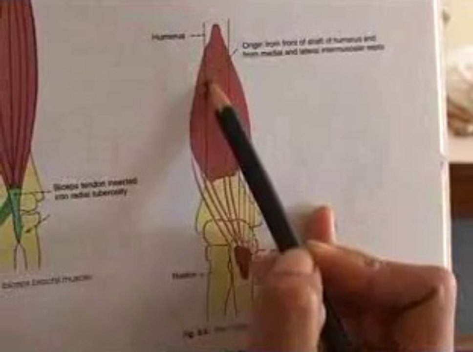 Humerus