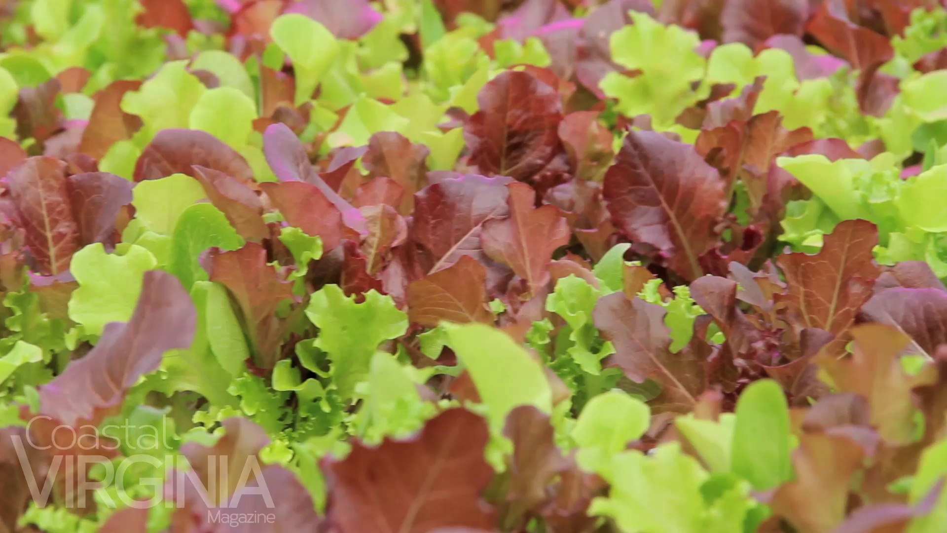 ⁣Smartbasil Farms in Suffolk, Virginia