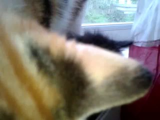 Chatons Luna/Drago 1mois - Sur le rebord de la fenêtre