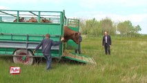 Luçon : mise en prairie aux Guifettes