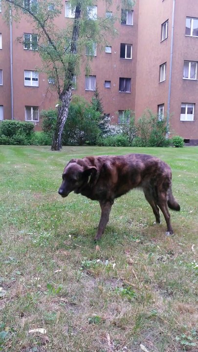 001 zweiter Tag mit Vestibular ---- 30-04-201 --- 18 - 30 Uhr