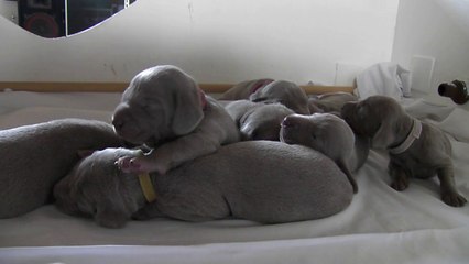 27/04/2014 bébés de Abssys et Edmund