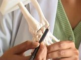 Ulna bone