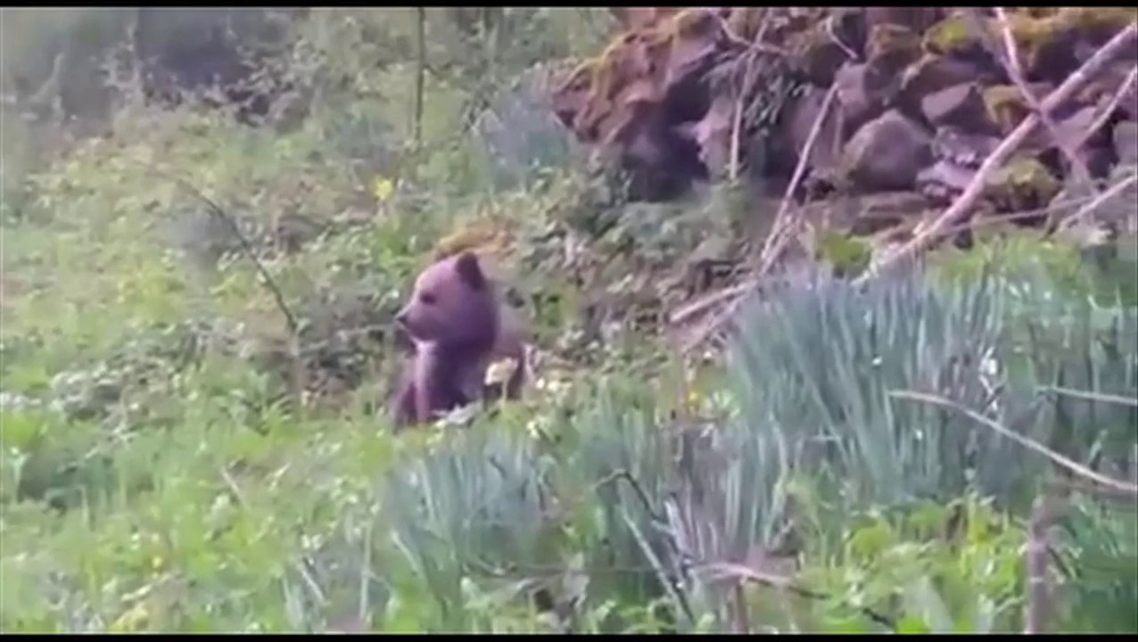 Un bébé ours tout seul dans les Pyrénées