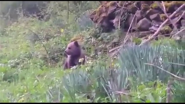 Un bébé ours tout seul dans les Pyrénées