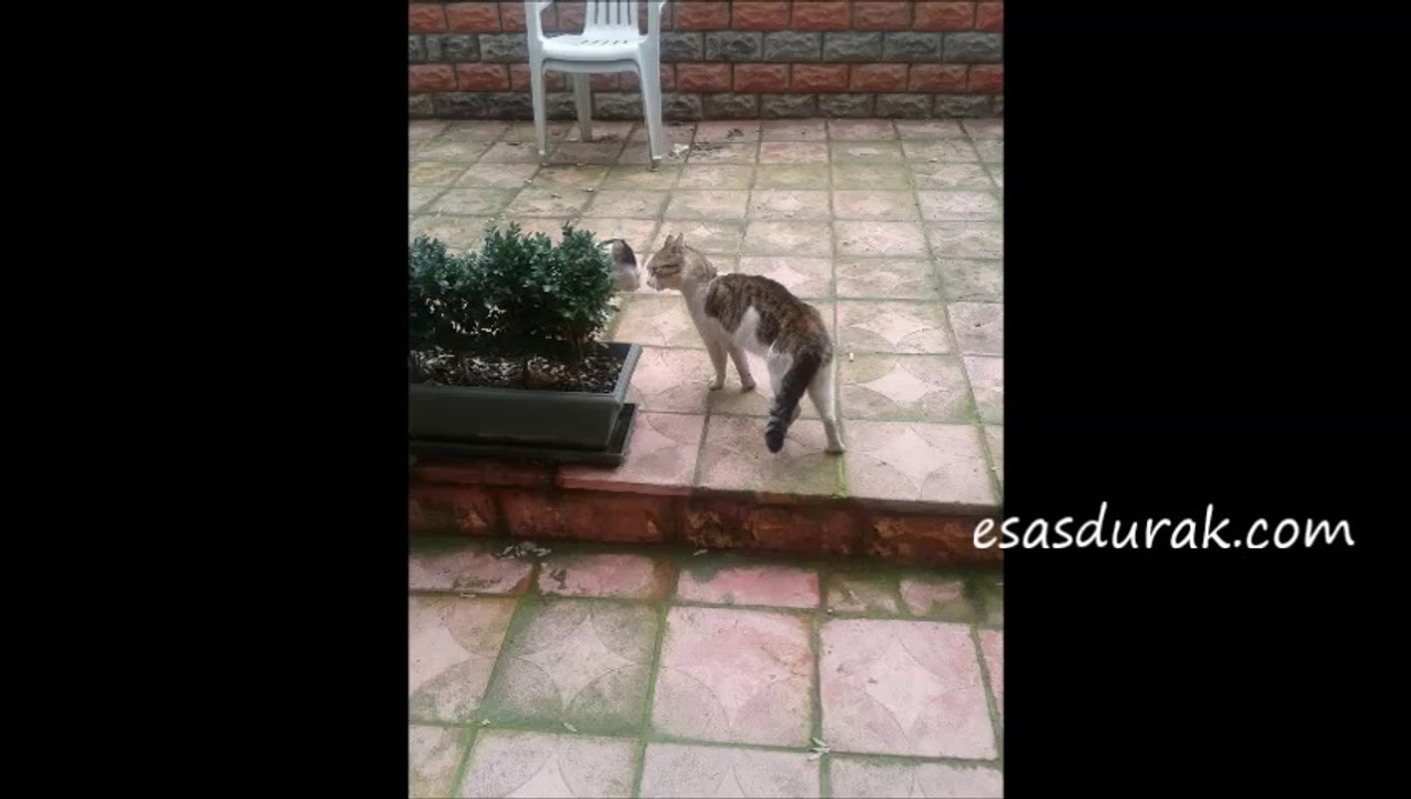 Kedilerin Efeliği Komik Oluyor - yasamdakibereket.com