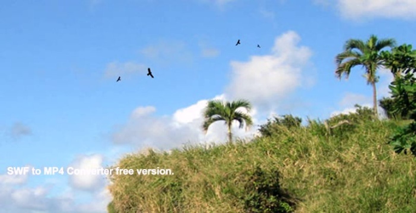Flying Birds