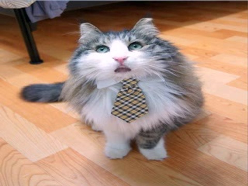 Bonjour ou bonsoir amies et amis de facebook