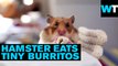 Tiny Hamsters Eating Tiny Burritos | What's Trending Now