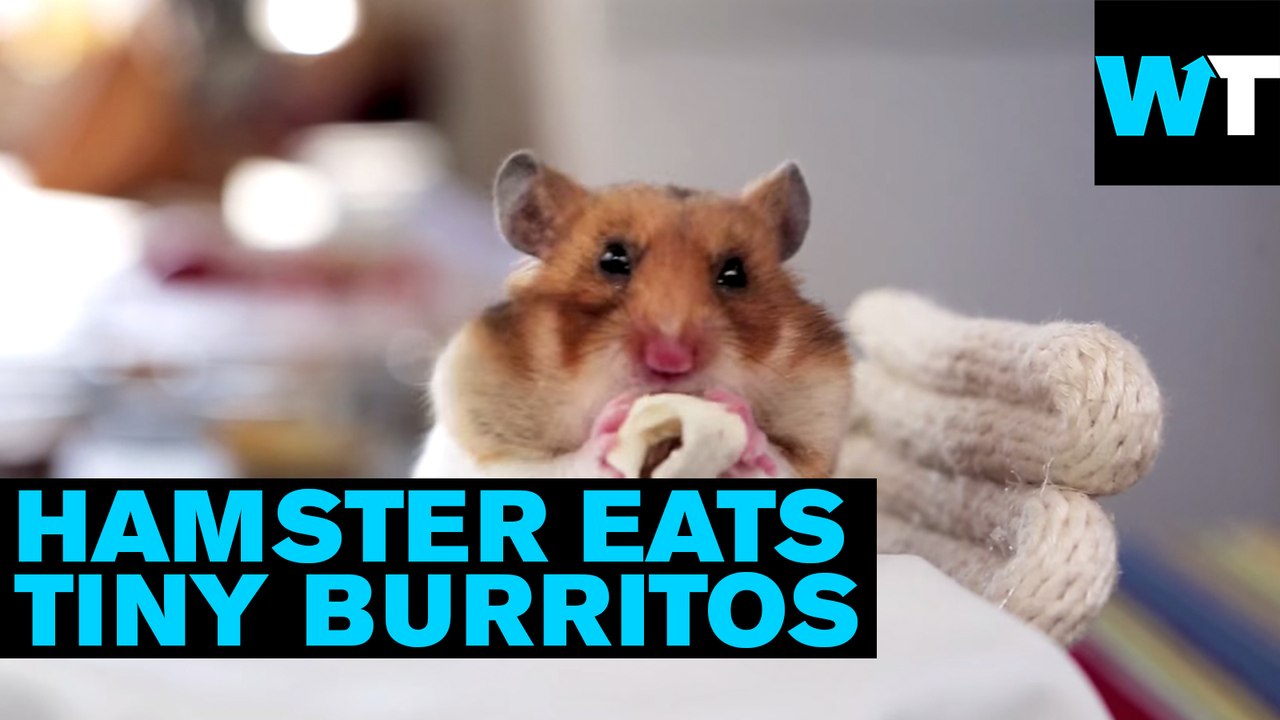 Tiny Hamsters Eating Tiny Burritos | What's Trending Now